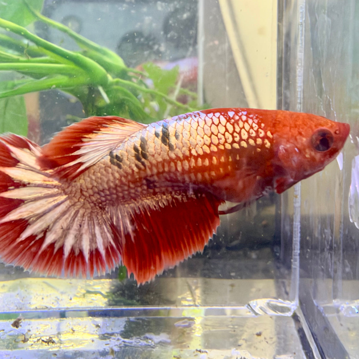 Halfmoon Red Koi Galaxy Female Betta #Au68