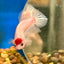 Koi Tancho Plakat - Male Betta 016