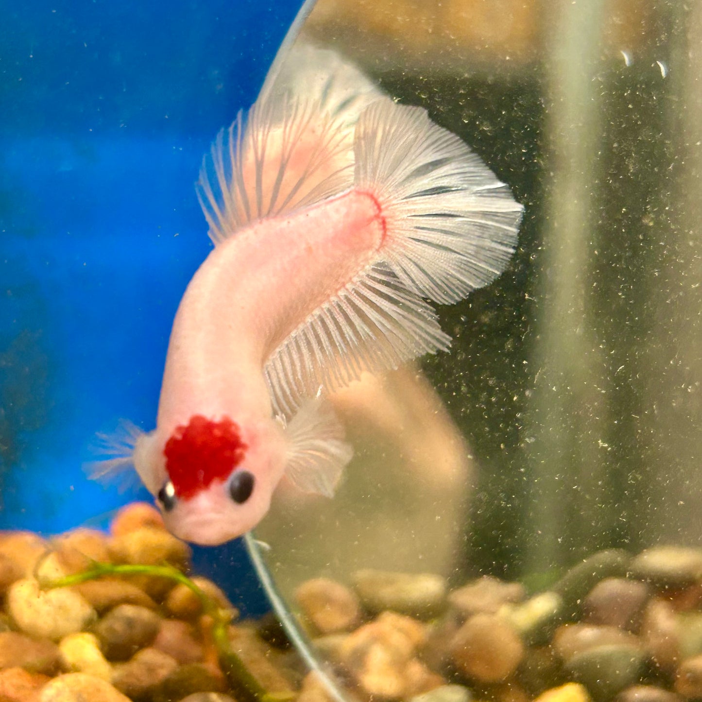 Koi Tancho Plakat - Male Betta 016