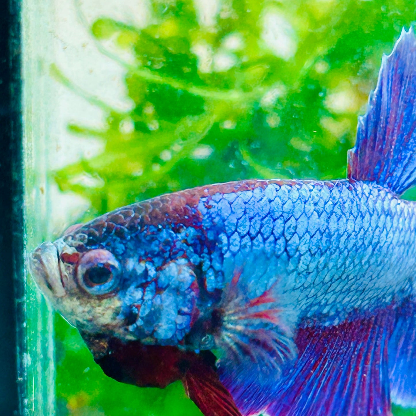 Plakat Purple Pink Male Betta #M136