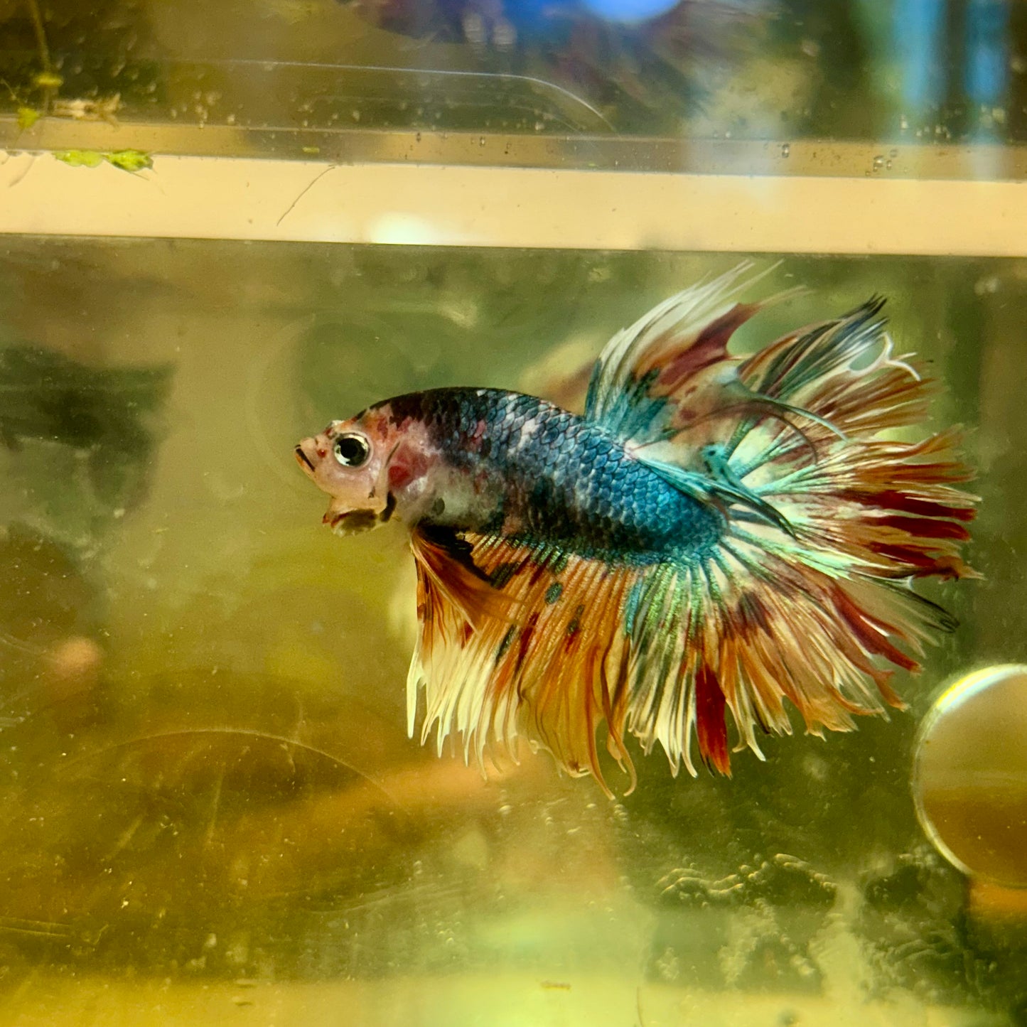 Koi Crowntail - Male Betta 142