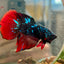 Avarta Vampire Stardust Halfmoon - Male Betta 097