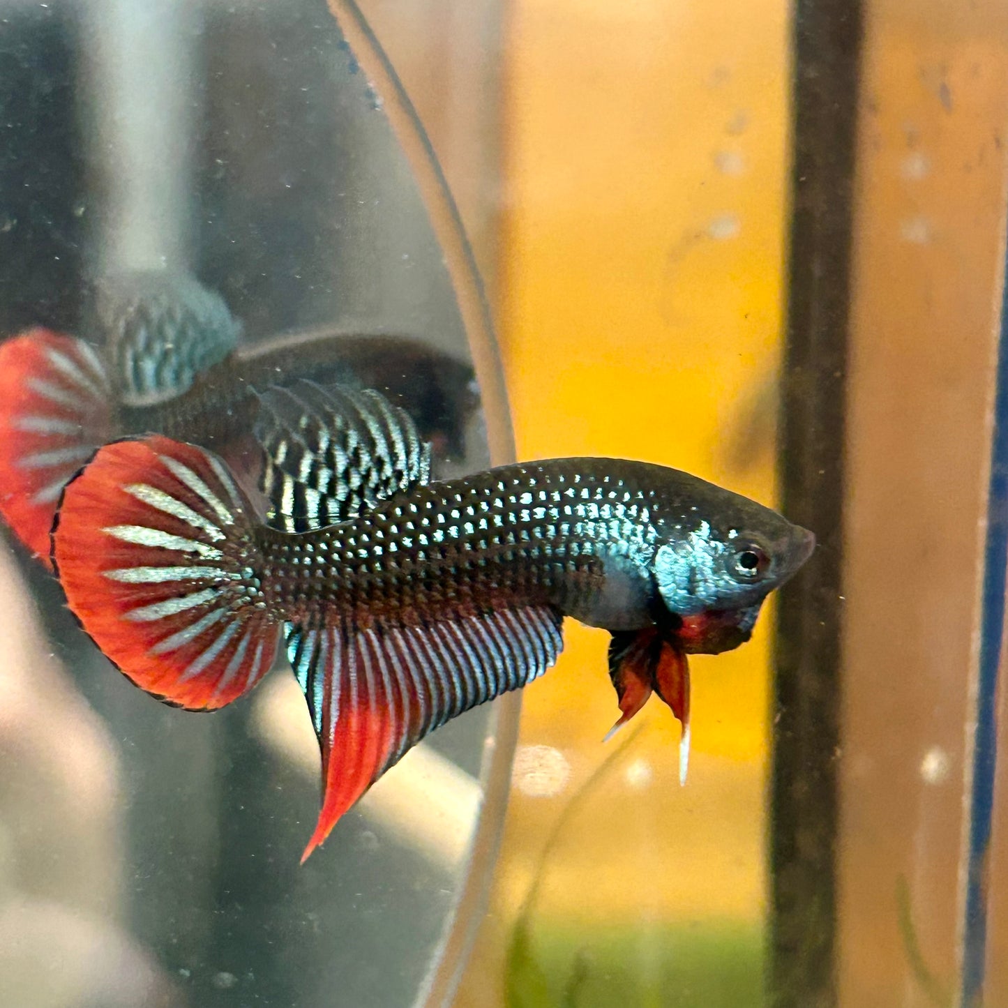 Wild Imbellis Grey - Male Betta 033