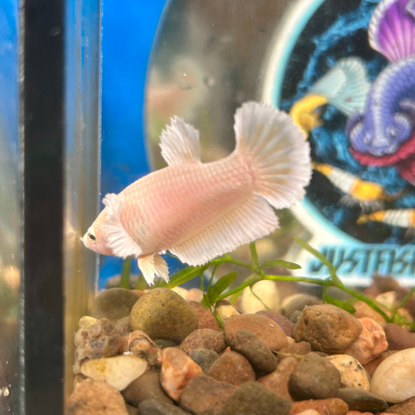 Dumbo Gold Plakat - Female Betta 110