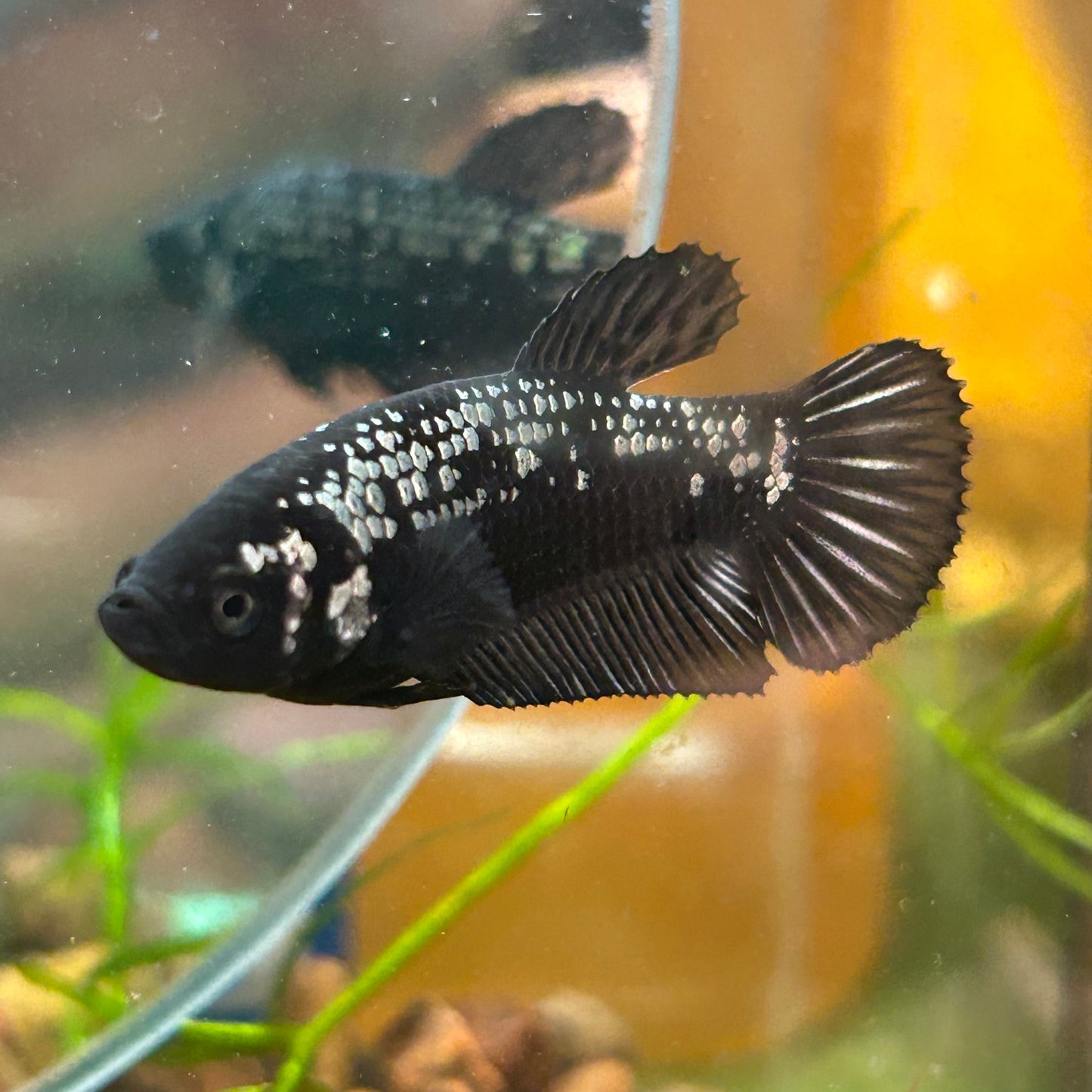 Black Samurai Plakat - Female betta 027