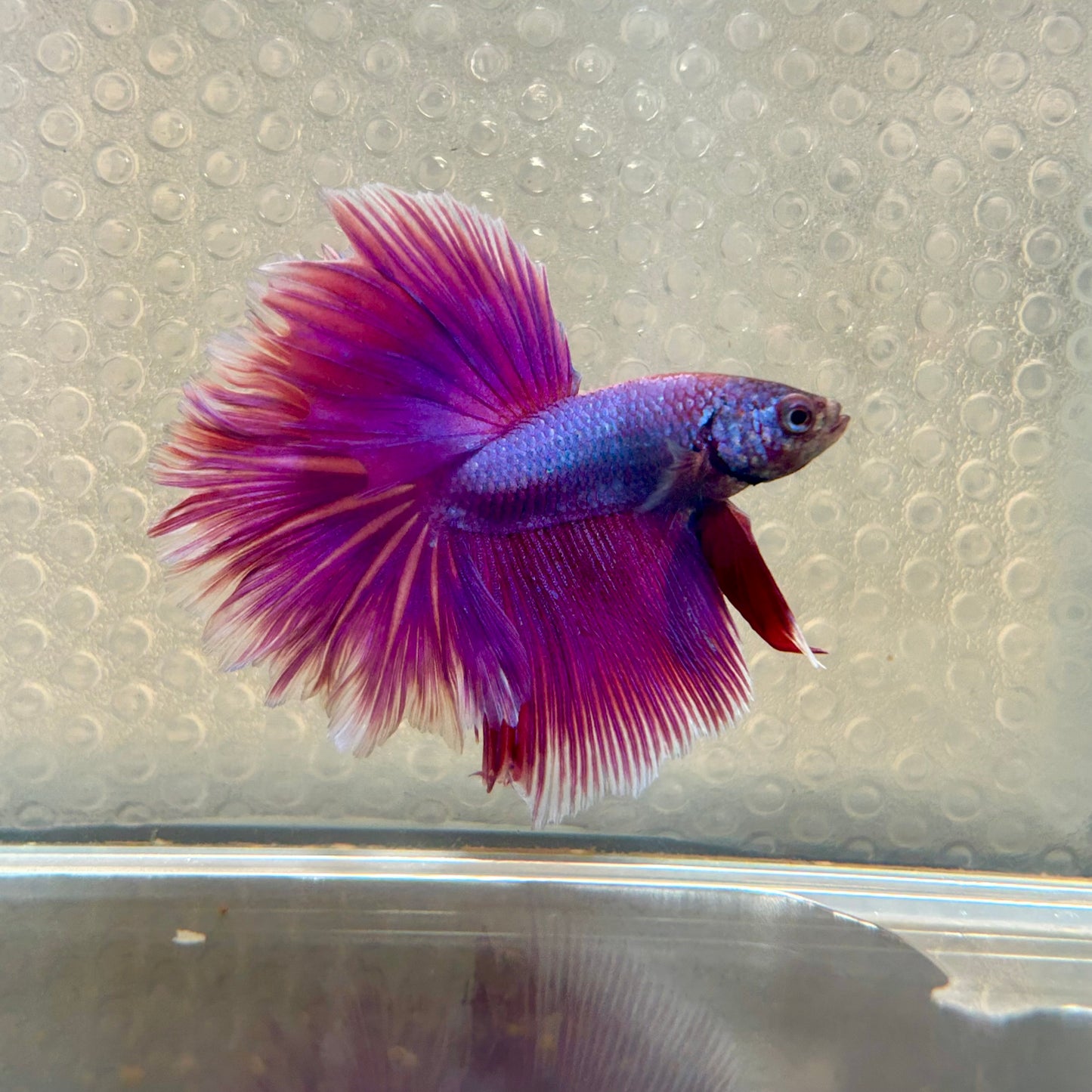 Purple Pink Halfmoon - Male Betta 177