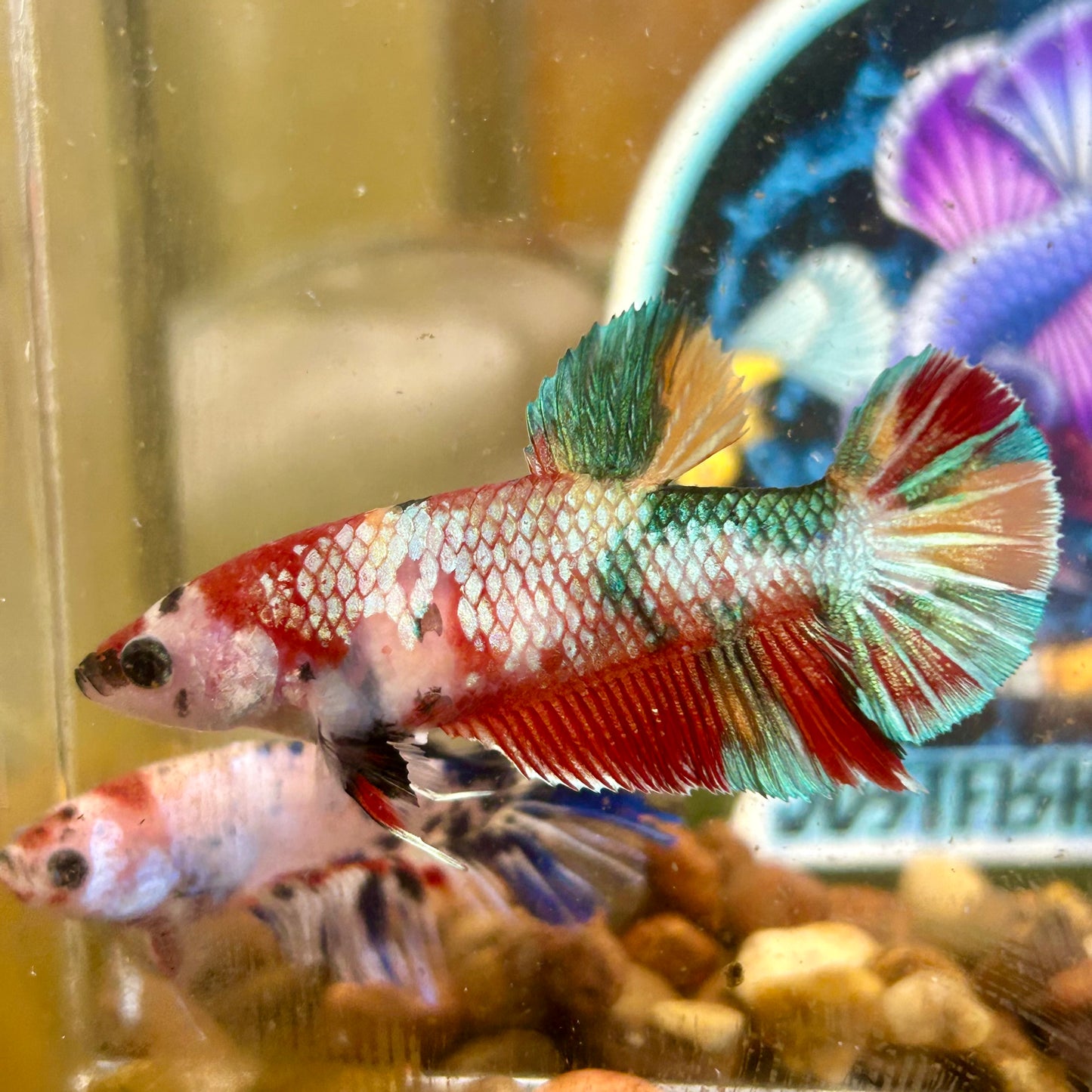 Koi Copper Plakat - Female Betta 035