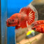 Red Fancy Halfmoon - Male Betta 090