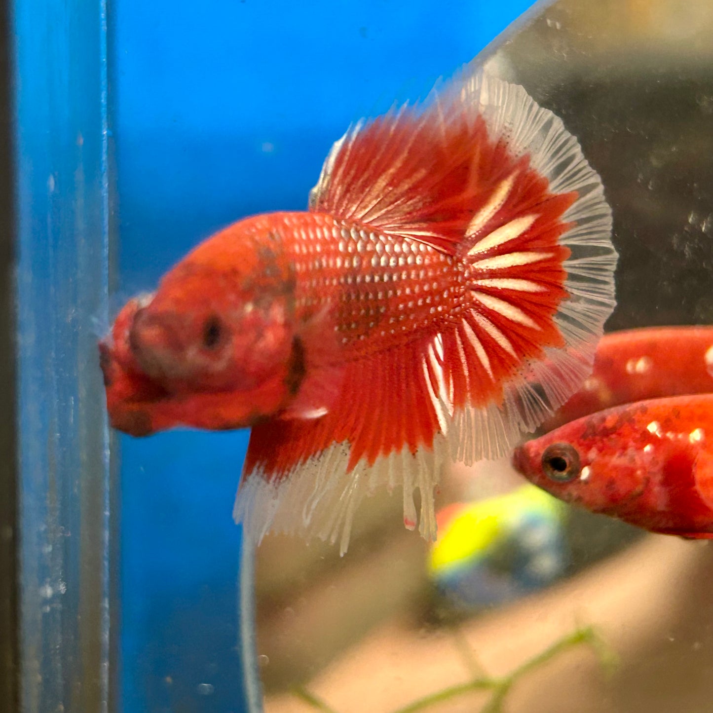 Red Fancy Halfmoon - Male Betta 090