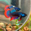 Wild Imbellis Blue - Male Betta 032