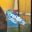 Blue Marble Dot Plakat - Female betta 114