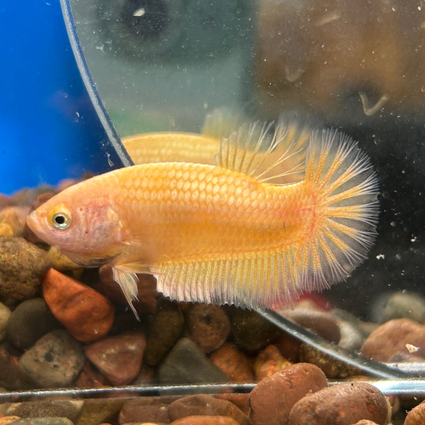 Gold Vanda Plakat - Female Betta 150