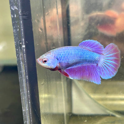 Purple Pink Halfmoon - Female betta 070