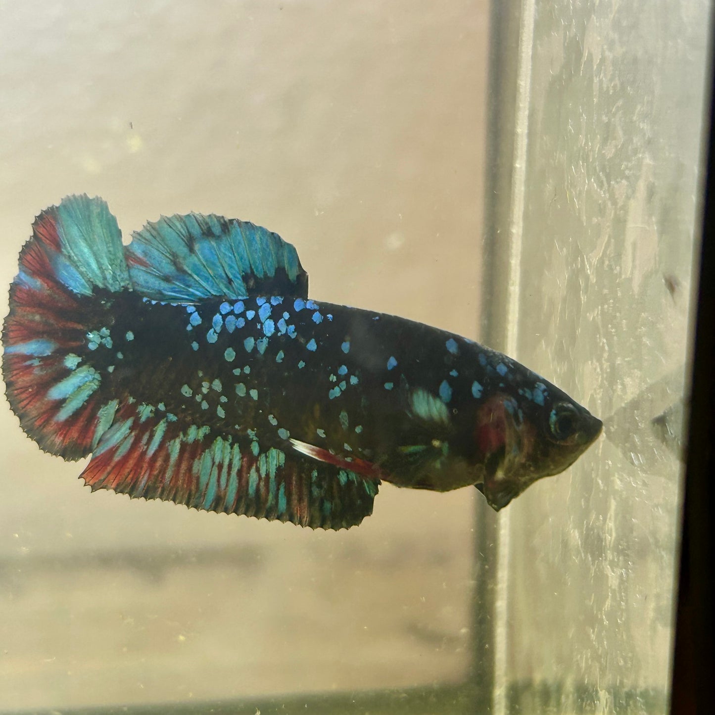 Avarta Nebula Plakat - Female Betta AF03