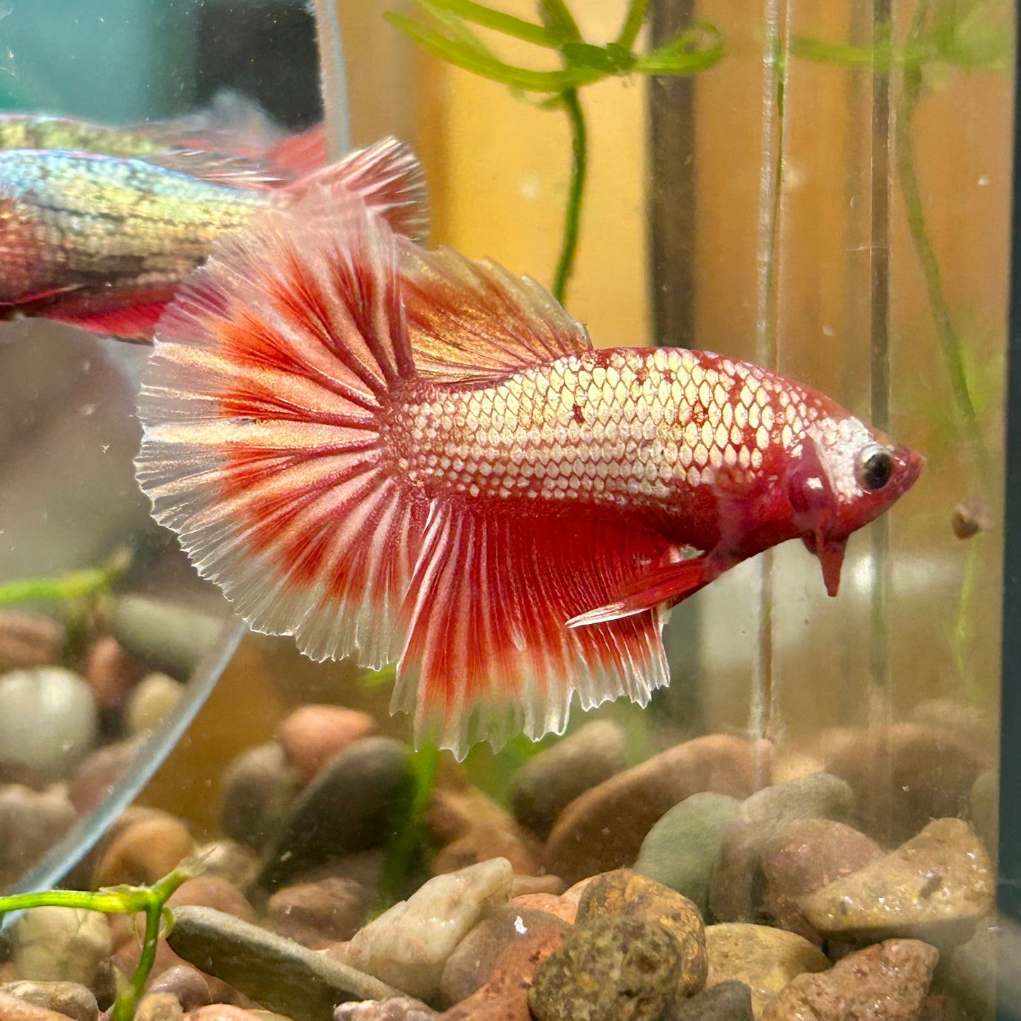 Red Gold Fancy Copper Halfmoon - Male Betta 116