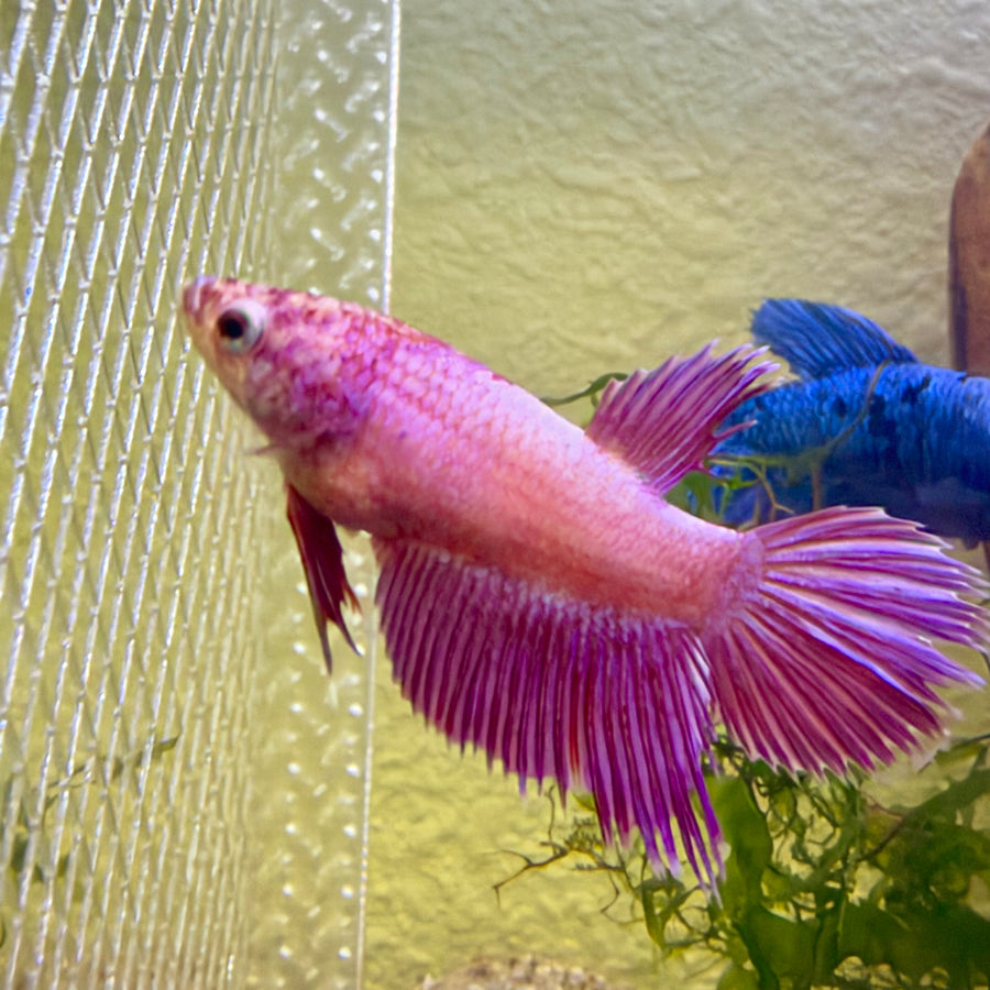 Crowntail Pink Female Betta