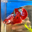 Red Koi Galaxy Plakat - Male Betta 056