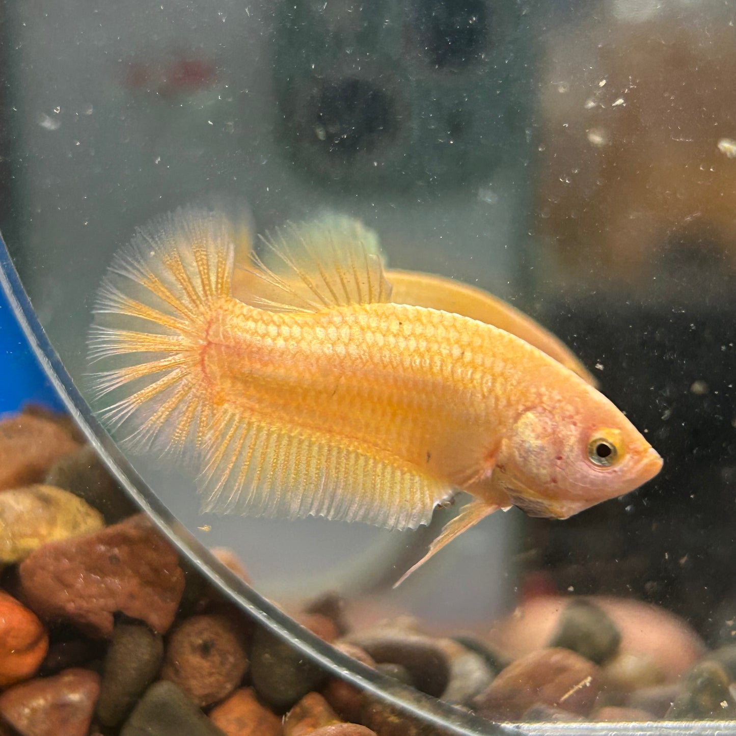 Gold Vanda Plakat - Female Betta 150