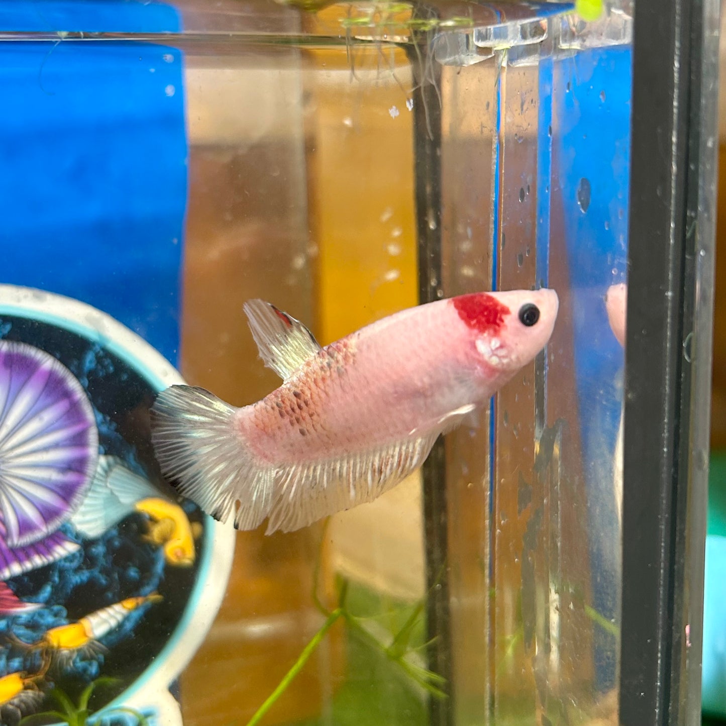 Koi Tancho Plakat - Female Betta 050