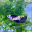 Yellow Koi Bumble Bee Plakat - Female Betta #155