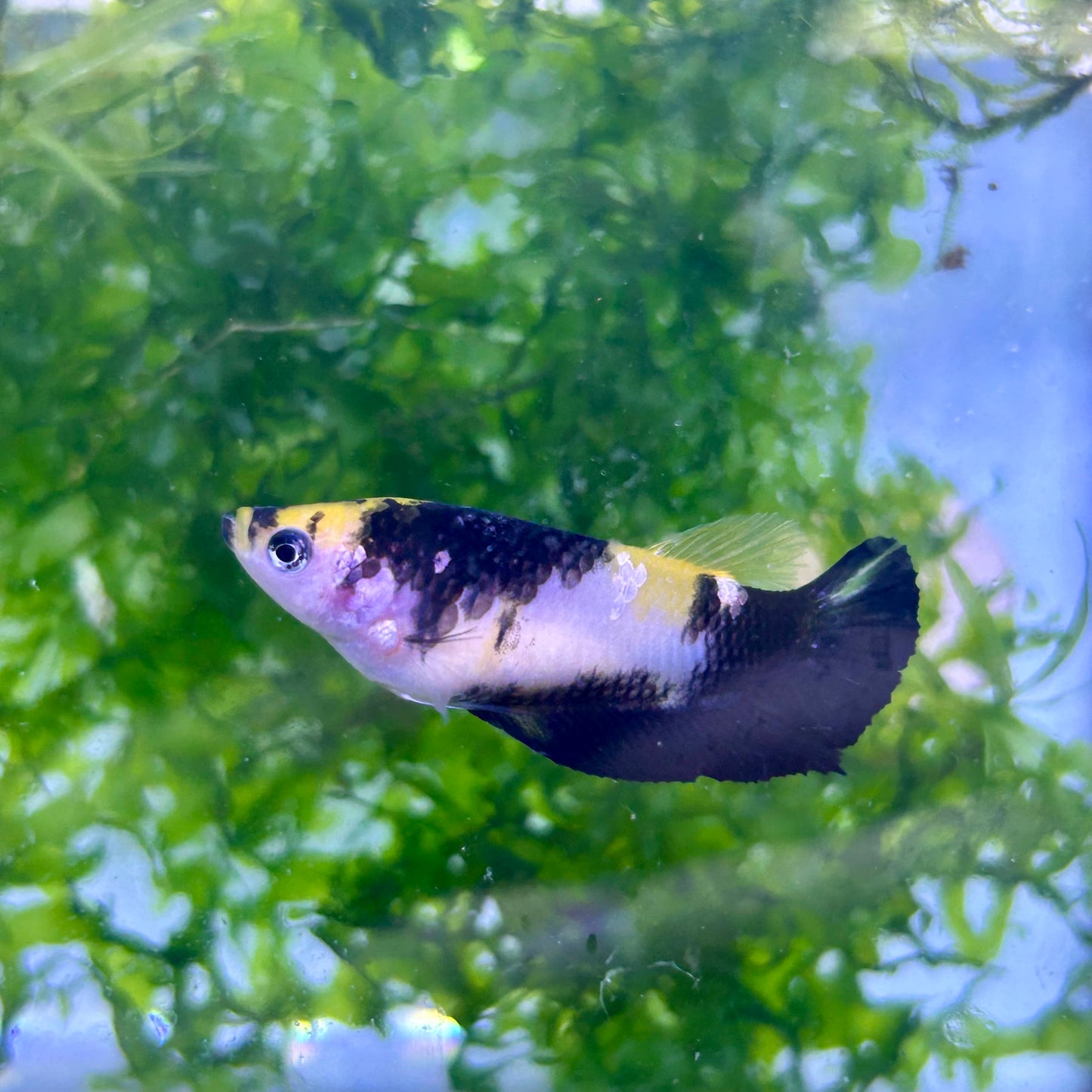 Yellow Koi Bumble Bee Plakat - Female Betta #155