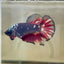 Vampire Copper Avarta Plakat - Male Betta 078