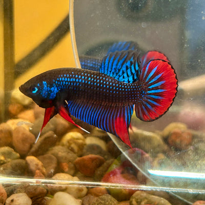 Wild Imbellis Blue - Male Betta 196