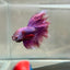 Purple Pink Halfmoon - Male Betta 182