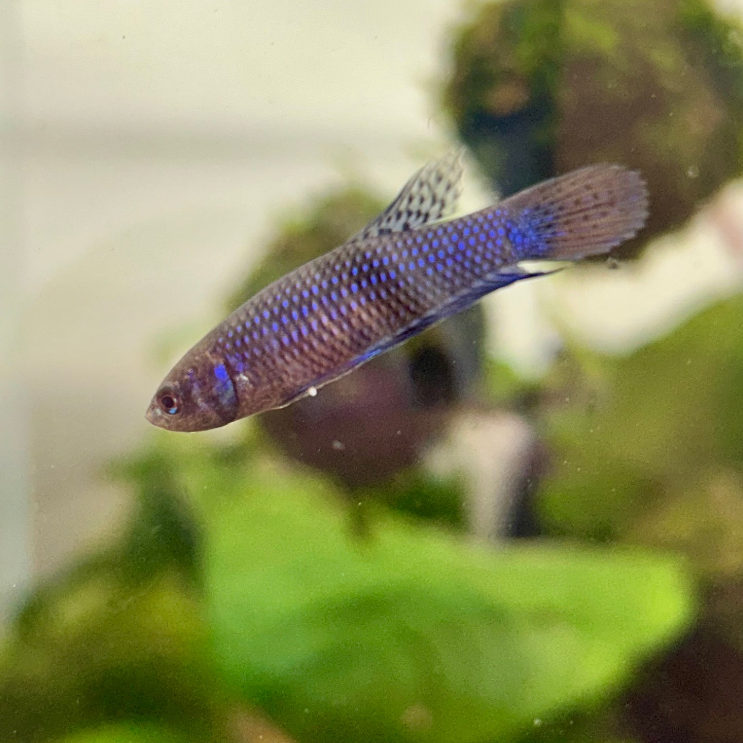 Blue Wild Mahachai - Female Betta