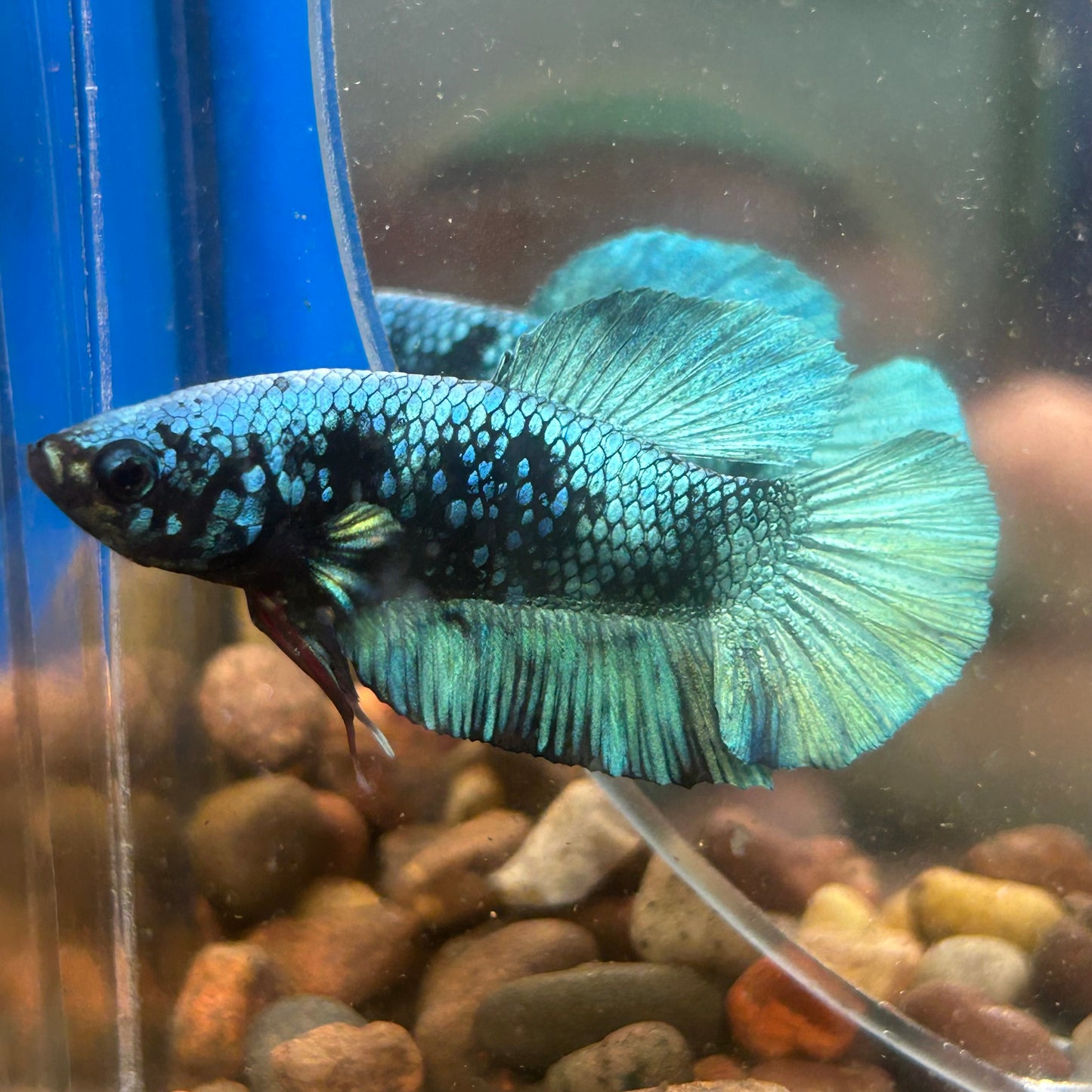 Avarta Turquoise Plakat - Male Betta 068 - Homebred