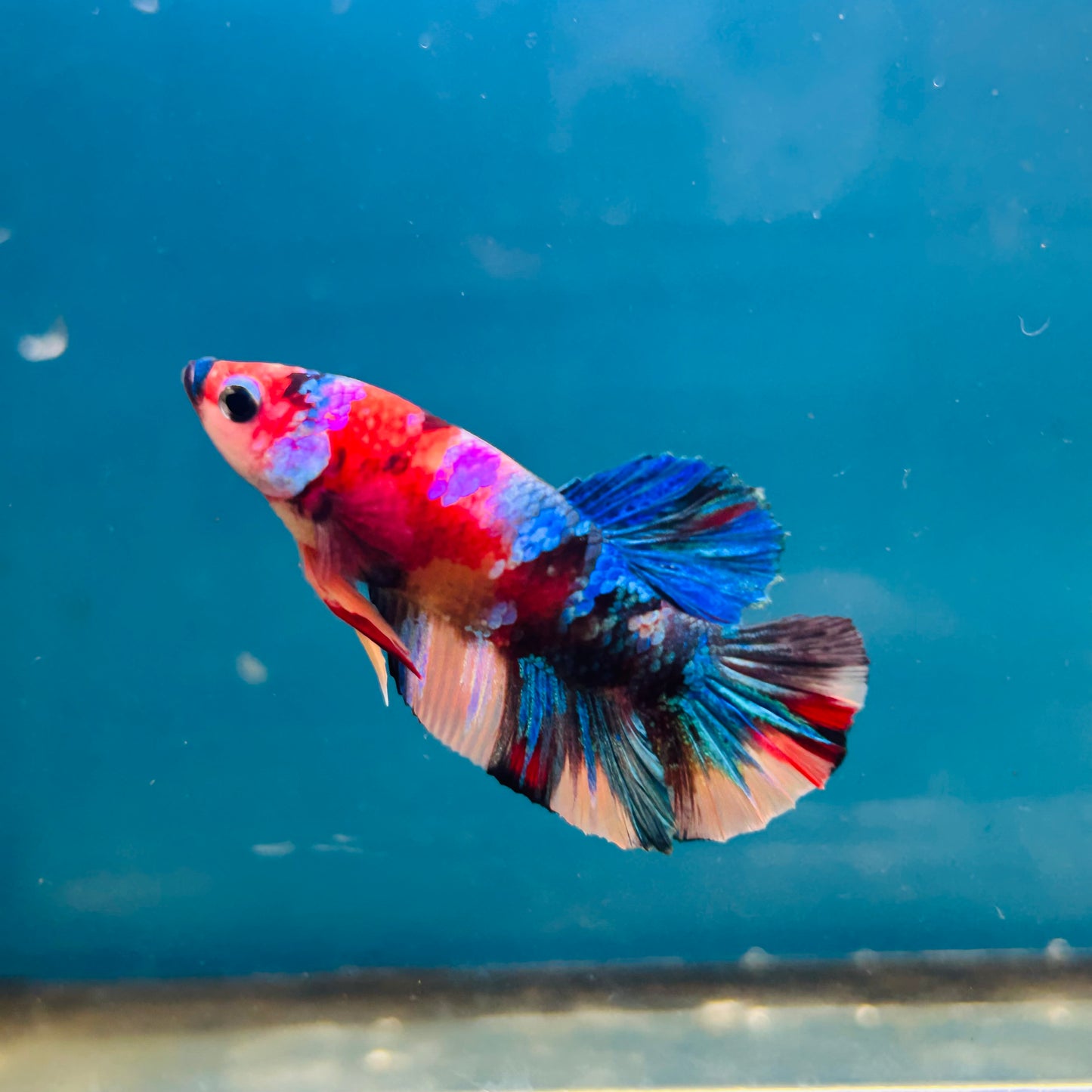 Multicolor Koi Plakat - Male Betta A110