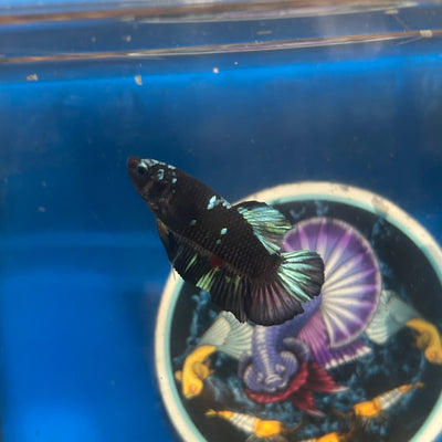 Avarta Nebula Plakat - Male Betta 096 Homebred