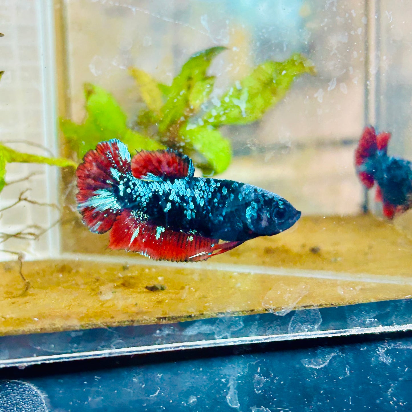 Avarta Neubupa Plakat - Female Betta #144