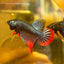 Wild Imbellis Steel Blue - Male Betta 015