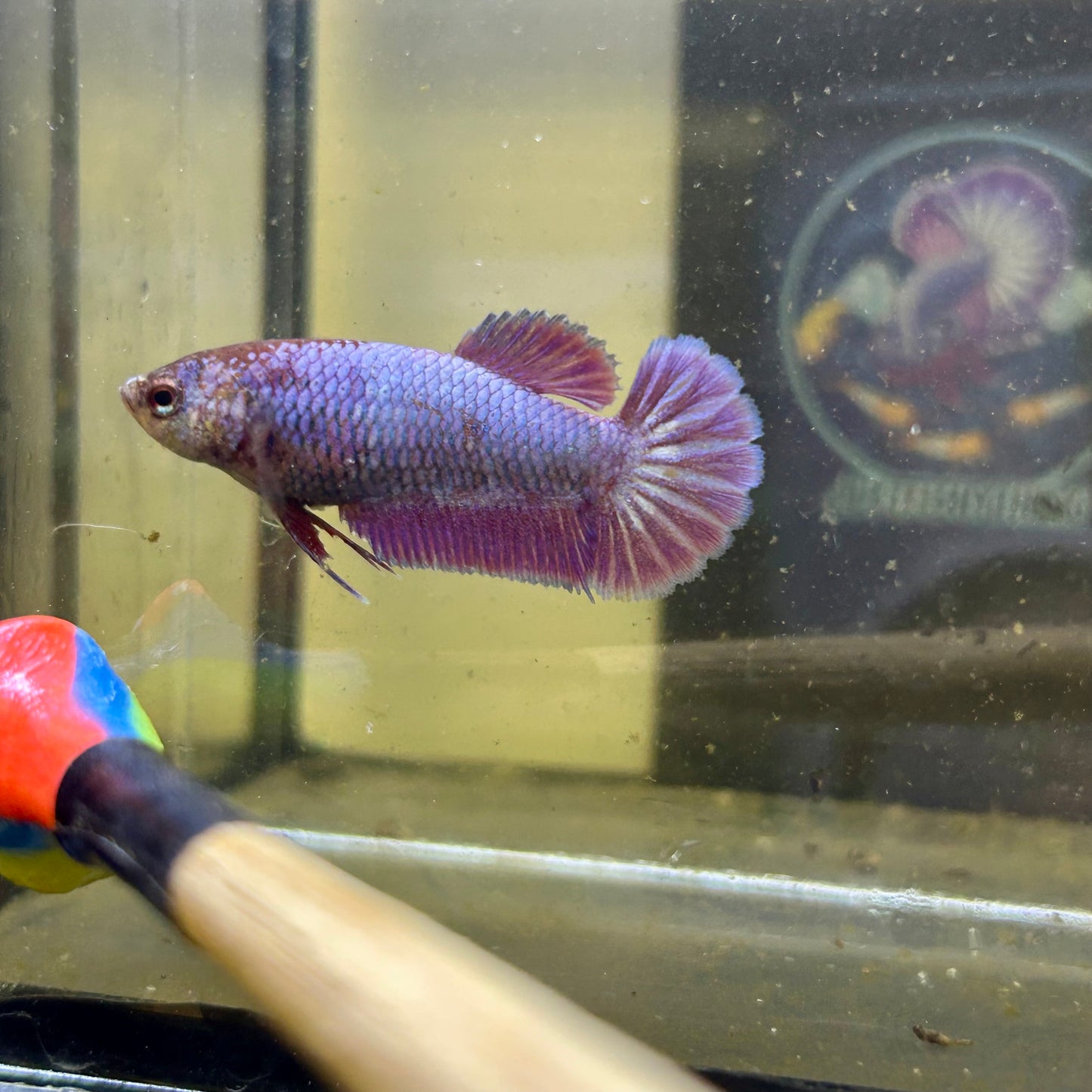 Purple Pink Plakat - Female betta 033