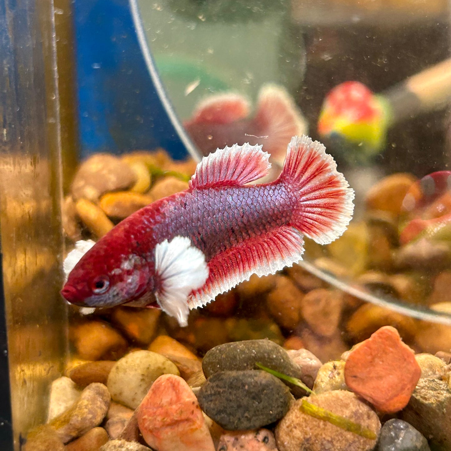 Dumbo Lavender Plakat - Female Betta 113