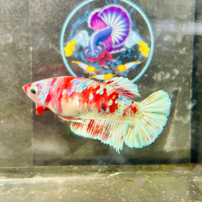Red Barongsai Plakat - Female betta 156