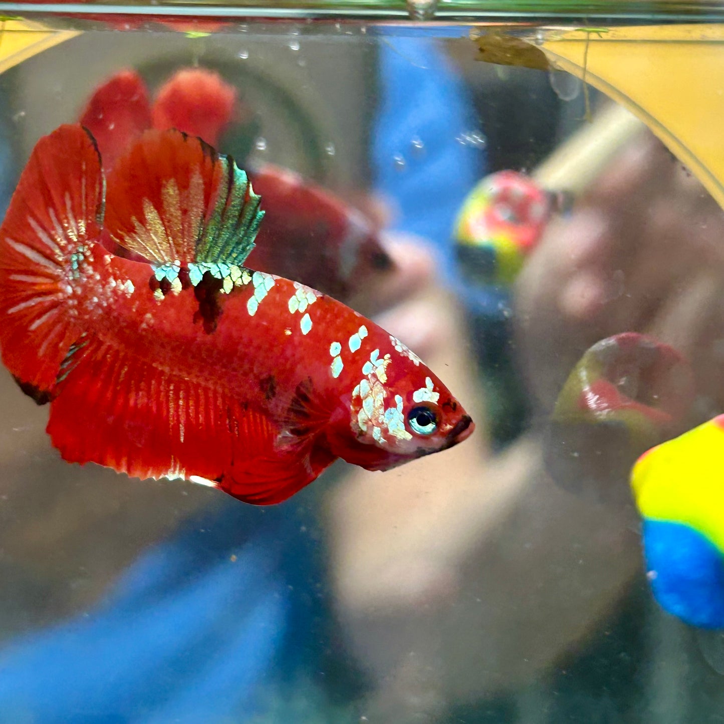 Red Gold Galaxy Plakat - Male Betta 113