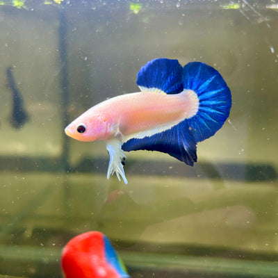 Blue Rim Plakat - Male betta 169