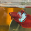 Red Fancy Plakat - Female betta 051