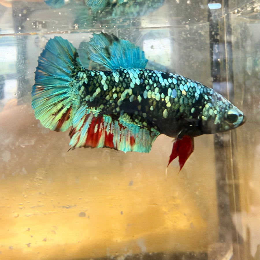 Betta Female Plakat Avatar Nebula #Au40