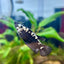 Black Mamba Plakat - Female Betta