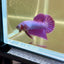 Purple Pink Plakat- Male Betta 043