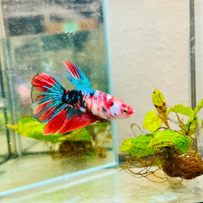 Halfmoon Red Koi Galaxy Female Betta #111