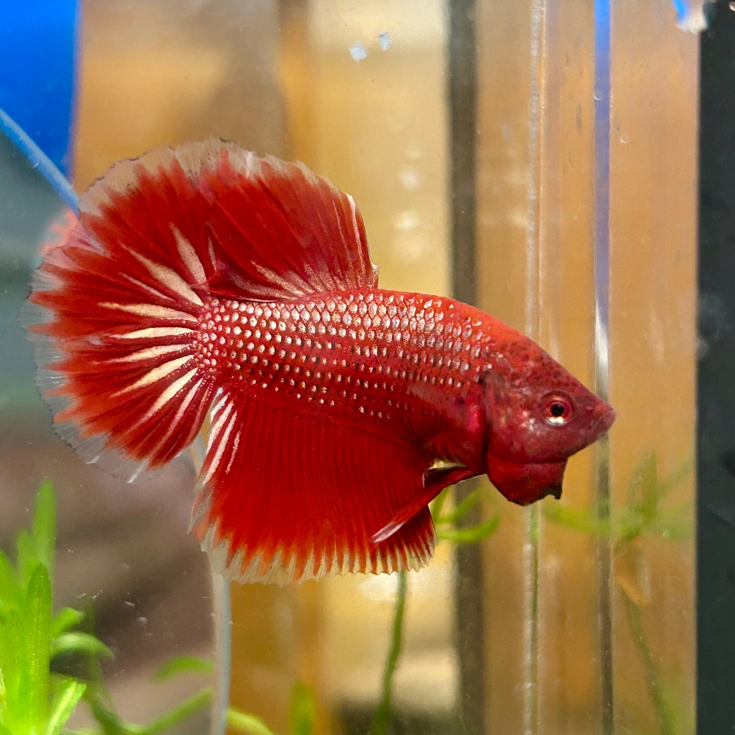 Red Gold Fancy Copper Halfmoon - Male Betta 108