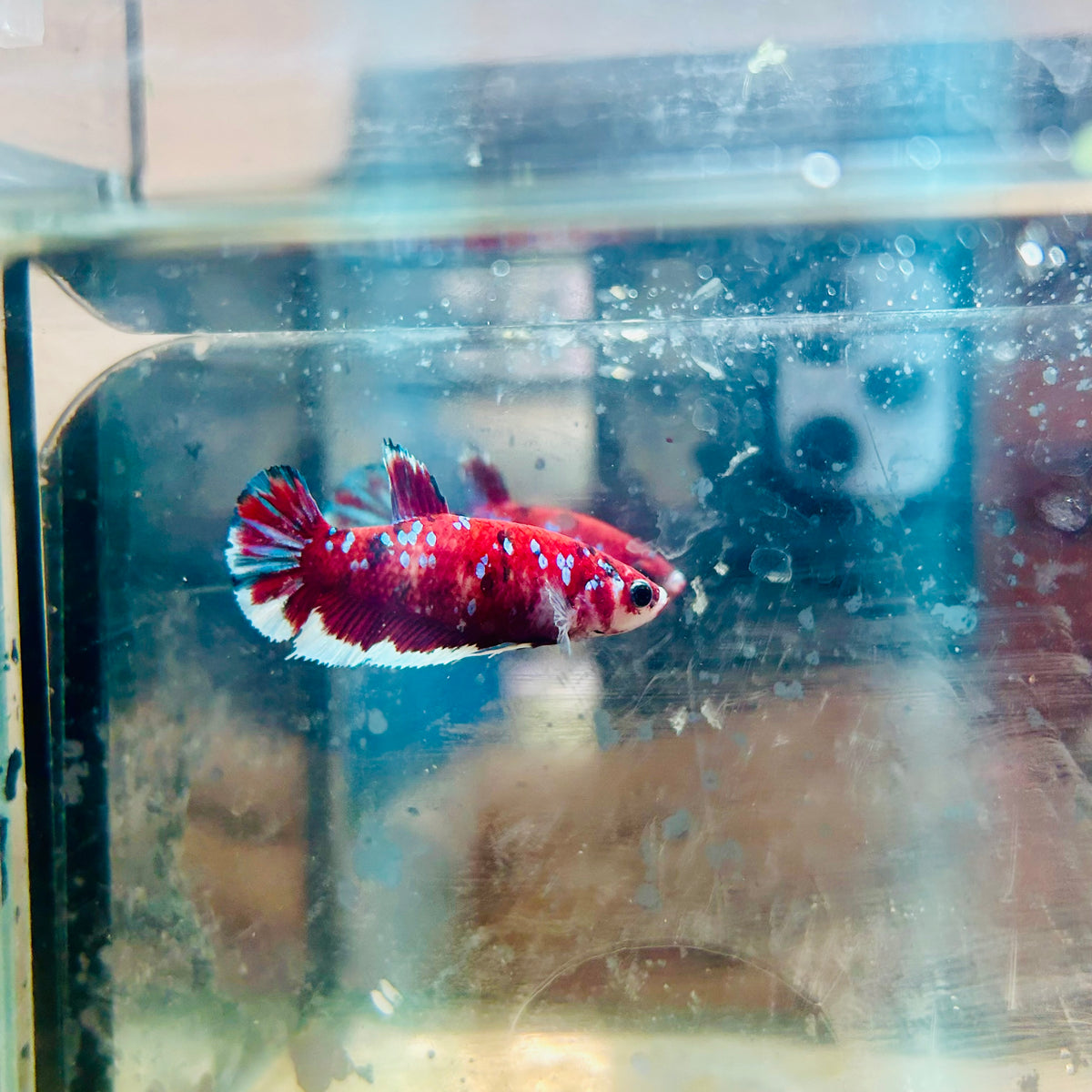 Red Koi Copper Plakat - Female Betta #117