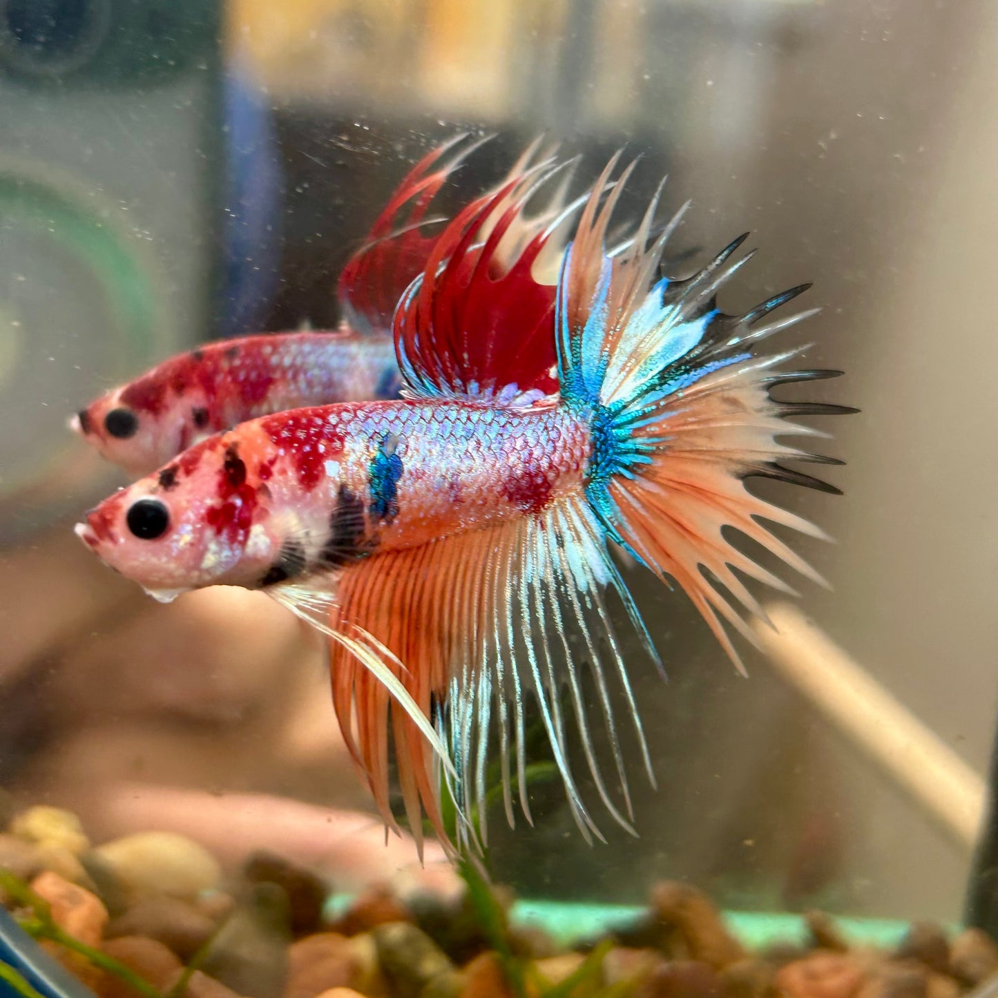 Multicolor Koi Crowntail - Male Betta 129