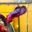 Red Fancy Hellboy Plakat - Male Betta 007