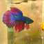 Hulk Blue Grizzle Halfmoon - Male Betta 031