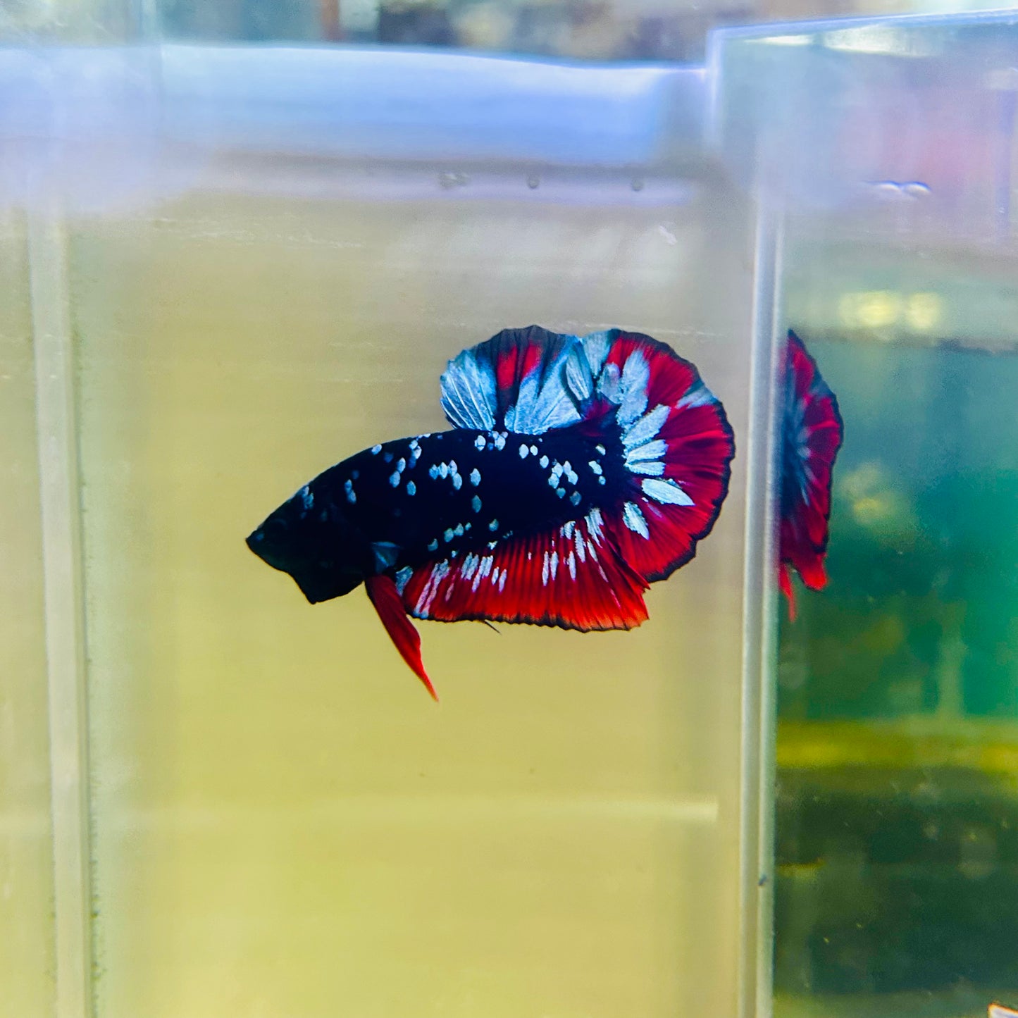 Plakat Avarta Nebula Male Betta #Ma05